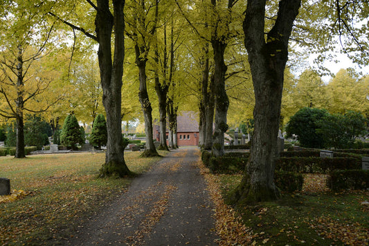 Memorial Tree Planting Programs: Living Tributes Explained