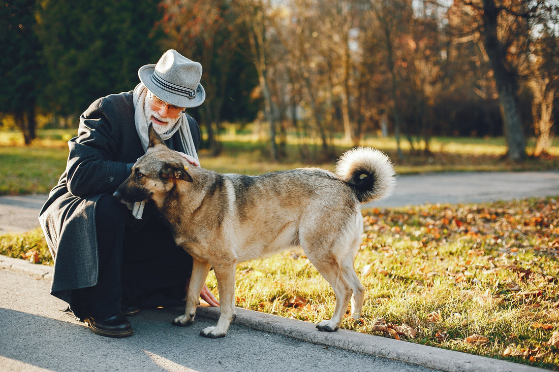 How Does Pet Cremation Work for Dogs? Complete Guide & Memorial  Options
